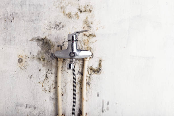Best Mold Remediation for Schools in Livingston, CA