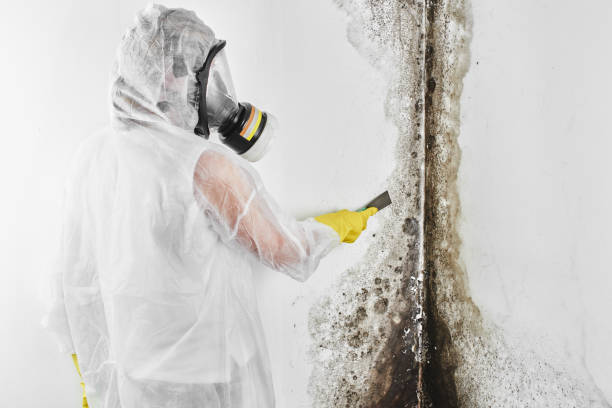 Trusted Livingston, CA Mold Remediation Experts