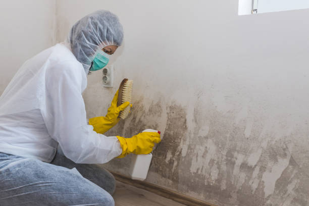 Best HVAC Mold Remediation in Livingston, CA