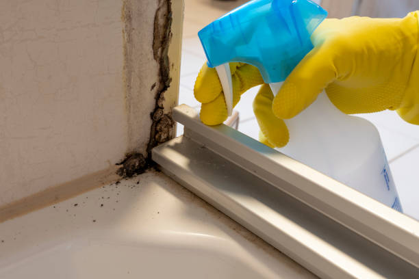 Best Insurance-Related Mold Remediation in Livingston, CA