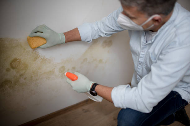 Best Attic Mold Remediation in Livingston, CA