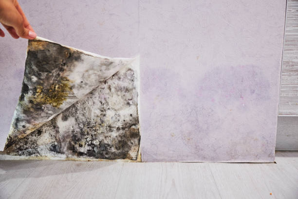Best Kitchen Mold Remediation in Livingston, CA